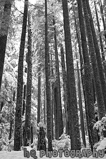 Winter Trees black and white picture