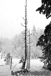 Winter Snow Falling black and white picture