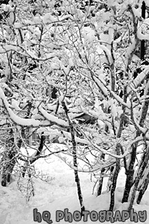 White Snow on Tree Branches black and white picture