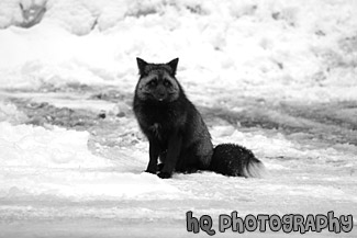 Black & Gray Wild Fox black and white picture