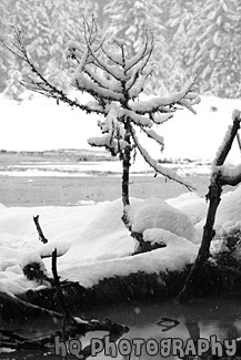 Snow, Tree Branch & Water black and white picture