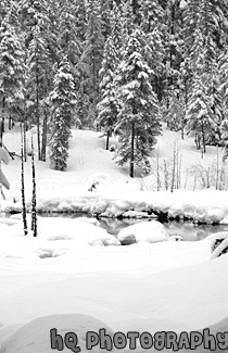 Winter Trees & Snow in Wilderness black and white picture