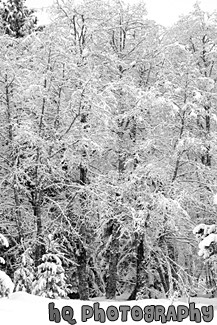 Snow Covered Trees black and white picture