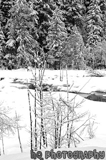 Snowy Wilderness black and white picture