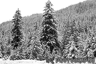 Snow Covering Lots of Trees black and white picture