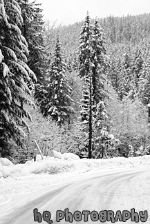 Winter Trees Along Road black and white picture