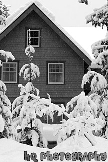 Snow at Longmire black and white picture