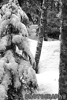 Winter Snow Forest black and white picture