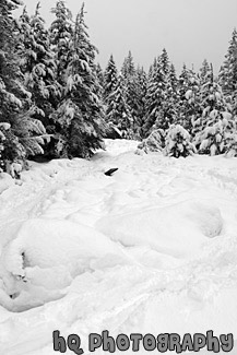 Snowy Ground Leading to Trees black and white picture