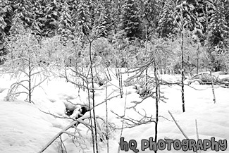 Snowy Scene In Longmire black and white picture