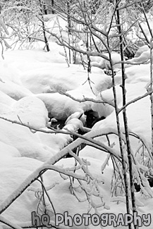 Snowy Winter Wilderness black and white picture