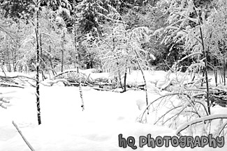 Snowy Winter Trees in Wilderness black and white picture