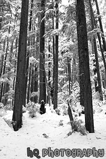 Rows of Winter Trees black and white picture