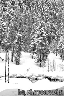 Snow Trees at Longmire black and white picture