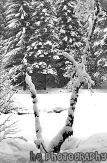 Snowy Tree Limb black and white picture