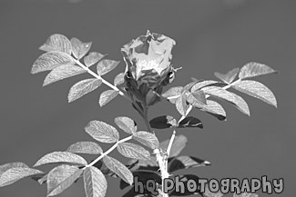 Pink Flower & Green Leaves black and white picture