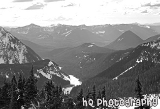 Evergreen Trees & Snowy Hills black and white picture