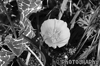 Looking Down at a Poppy Flower black and white picture