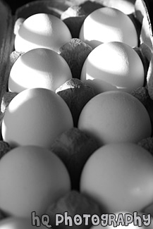 Eggs Close Up black and white picture