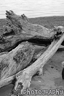 Drift Wood on Beach black and white picture