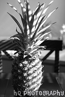 Pineapple black and white picture