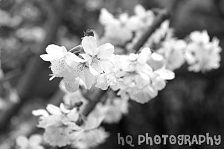 Pink Flowers Blossoming black and white picture