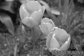 Orange Tulips black and white picture