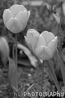 Orange & Red Tinted Tulips black and white picture