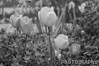 Spring Tulips black and white picture