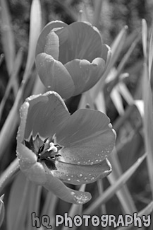 Red Tulip Flowers black and white picture