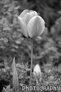 Red, Orange, & Yellow Tulip black and white picture