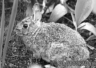 Bunny Rabit black and white picture