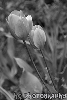 Pink Tulips black and white picture