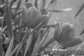 Red Tulips black and white picture