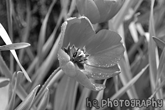 Red Tulip up Close black and white picture
