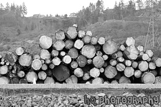 Lumber Stack black and white picture