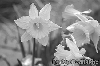 Yellow Daffodil Flowers black and white picture