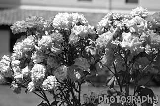 Assorted Pink Flowers black and white picture