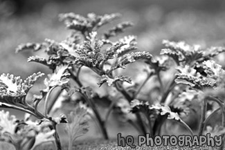 Plant on Beach black and white picture