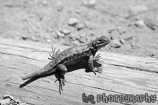 Brush Lizard black and white picture