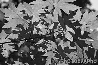 Looking Up at Leaves black and white picture