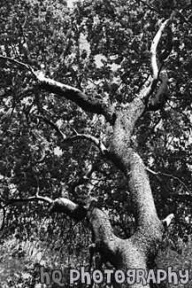 Interesting Tree Branches black and white picture