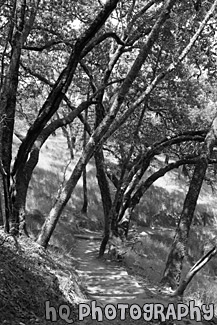 Trail, Trees, & Shadows black and white picture