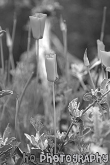 California Poppy Flowers black and white picture