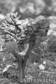 Swiss Chard Lettuce black and white picture