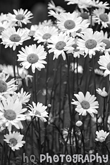 Daisy Flowers black and white picture