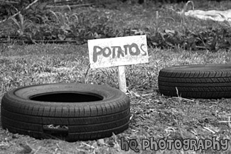 Potatos at Green Gulch Farm black and white picture