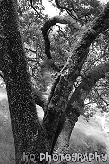 Mossy Tree black and white picture