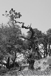 Interesting Tree black and white picture