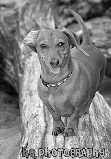 Dachshund Dog Artwork black and white picture